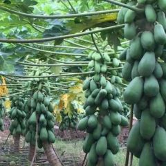 【买一送一】海南红心牛奶木瓜带箱10斤青木瓜新鲜水果包邮